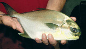Captive reproduction, larviculture of Florida pompano