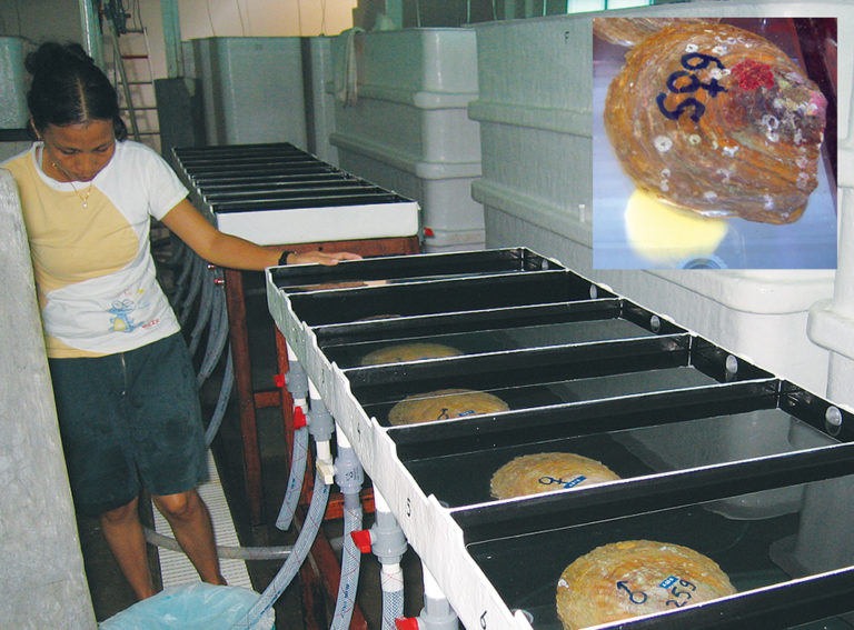 Article image for Research yields improvements in oyster hatchery management