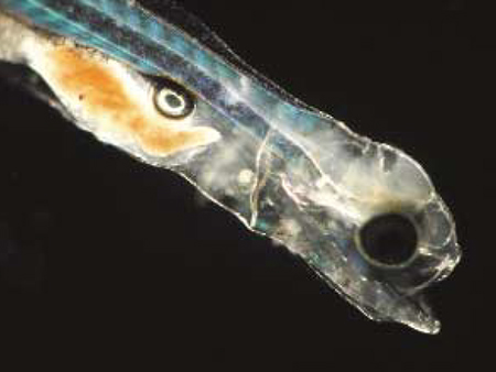 Article image for Advances in tank culture of sunshine bass fry