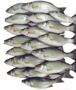Quality Index Method provides objective seafood assessment