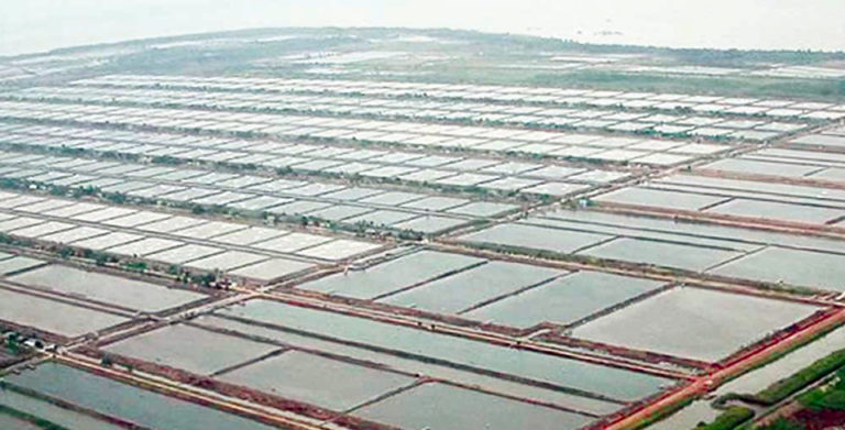 Article image for Shrimp farming in Indonesia