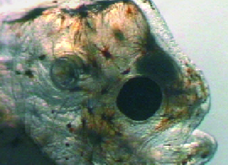 Article image for Sole larvae perform best on algae-and-rotifer diet