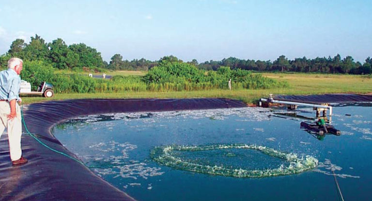 Article image for Rethinking feeding for cultured shrimp