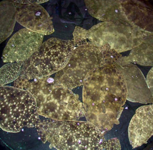 Florida study achieves tank spawning of southern flounder