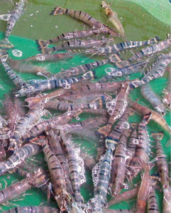 Polyculture studies with white, black tiger shrimp show promise in Indonesia