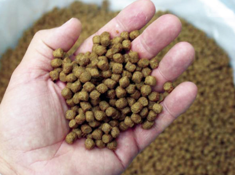 Article image for Feed efficiency indicators for responsible aquaculture