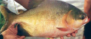 Live diets for pacu larvae tested in Peru