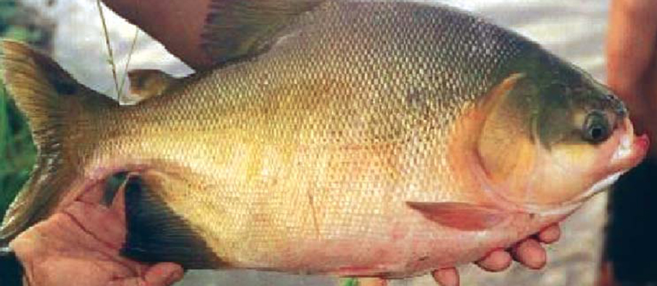 Article image for Live diets for pacu larvae tested in Peru