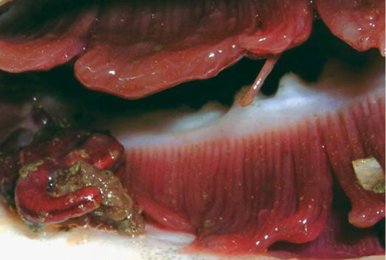 Article image for Parasite management important to future cod aquaculture in Scotland