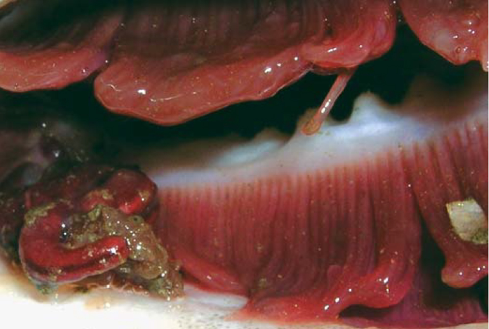 Article image for Parasite management important to future cod aquaculture in Scotland