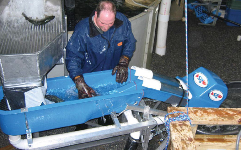 Article image for Prototype stunner tested on rainbow trout