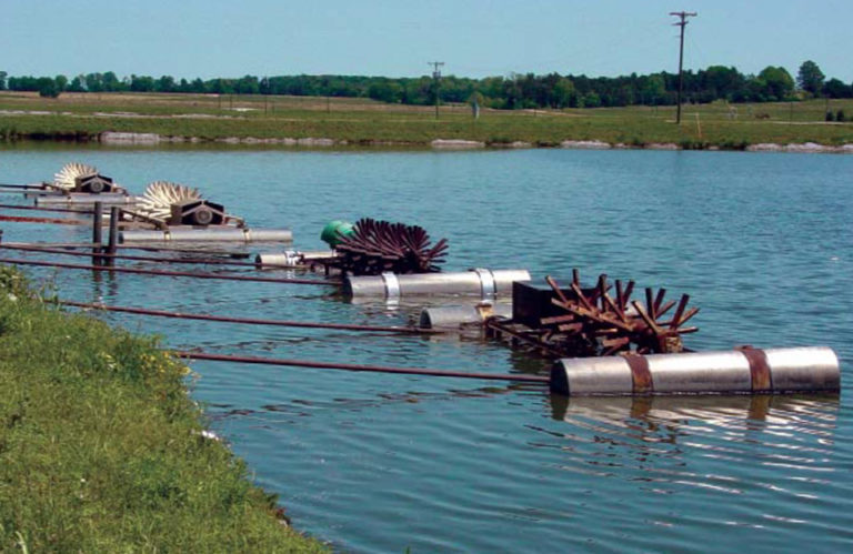 Article image for Limits of catfish production in ponds