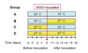 High water temperature affects WSSV management