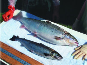 Transgenic improvement: Salmon, trout technology awaits regulatory approval