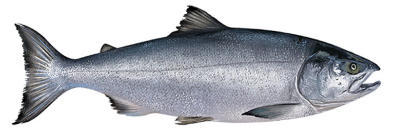 Article image for Flawed risk assessment of contaminants in salmon