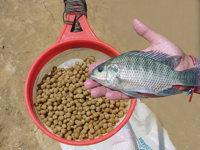 Article image for Land use for aquaculture production