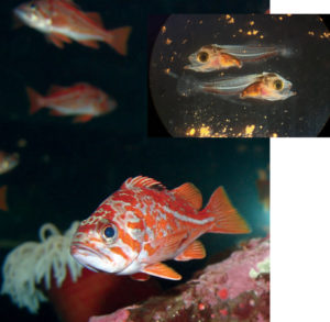 Rockfish a potential culture species in U.S. Northwest