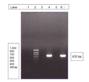 Reviewing the safety of aquaculture probiotics