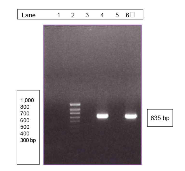 Article image for Reviewing the safety of aquaculture probiotics