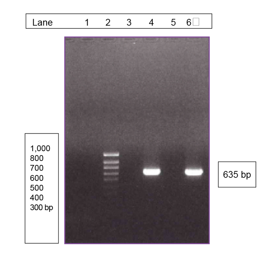 Article image for Reviewing the safety of aquaculture probiotics