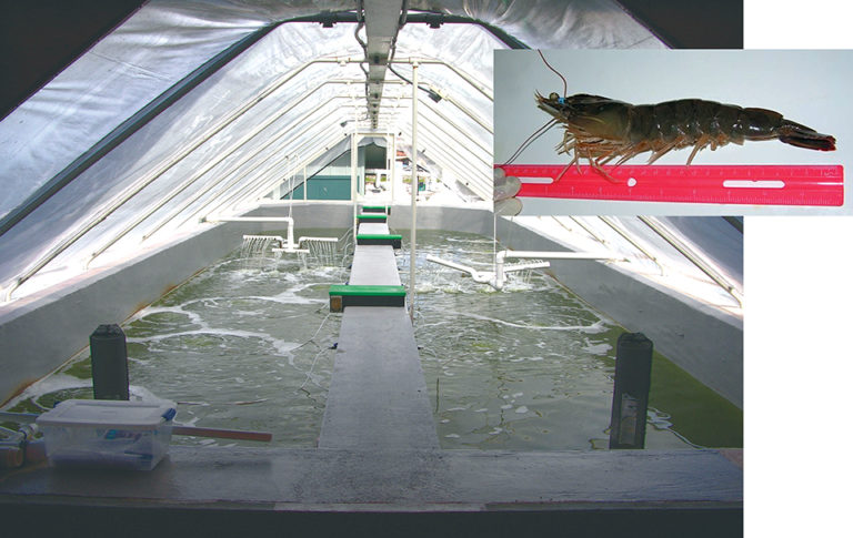 Article image for Shrimp copyright: Inbreeding strategies effective against copying of genetically improved shrimp