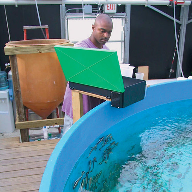 Article image for U.S. trials compare commercial diets fed to juvenile cobia