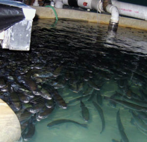 Trouts’ carbon dioxide avoidance behavior used to improve transfer, harvest process