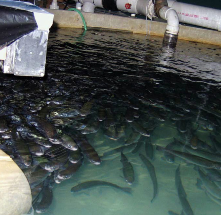 Article image for Trouts’ carbon dioxide avoidance behavior used to improve transfer, harvest process