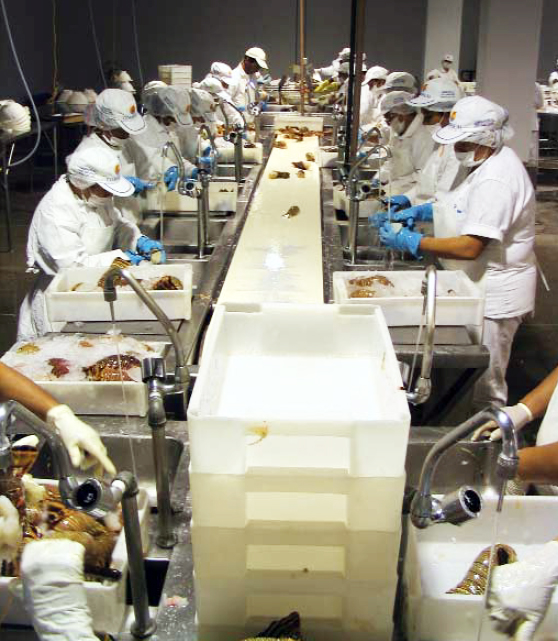 Article image for ISO 22000:2005 food safety system integrates HACCP