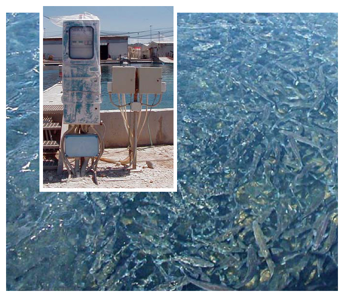 Article image for Intensive fish farming in Italy