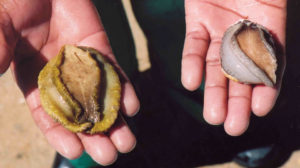 Integrated systems incorporate seaweed in South African abalone culture