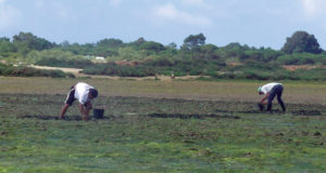 Integrated monitoring improves microbiological quality of bivalve mollusks in southern Portugal