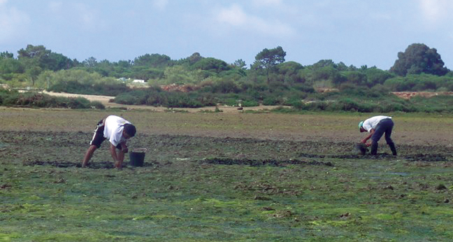 Article image for Integrated monitoring improves microbiological quality of bivalve mollusks in southern Portugal