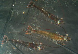 Model shrimp breeding