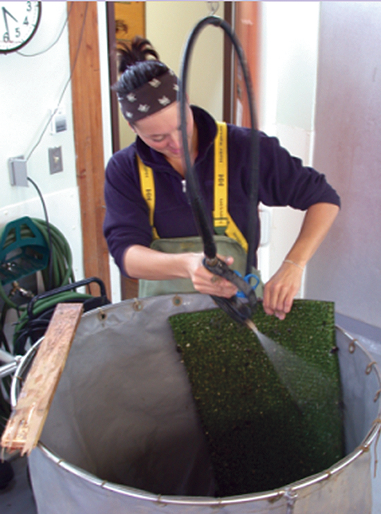 Article image for Simple solution: Turf mats collect soft-shell clam spat