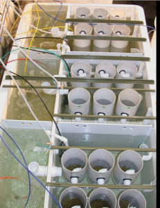 Formulated diets for bivalve spat replace algae in hatchery trials