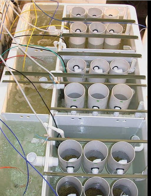 Article image for Formulated diets for bivalve spat replace algae in hatchery trials