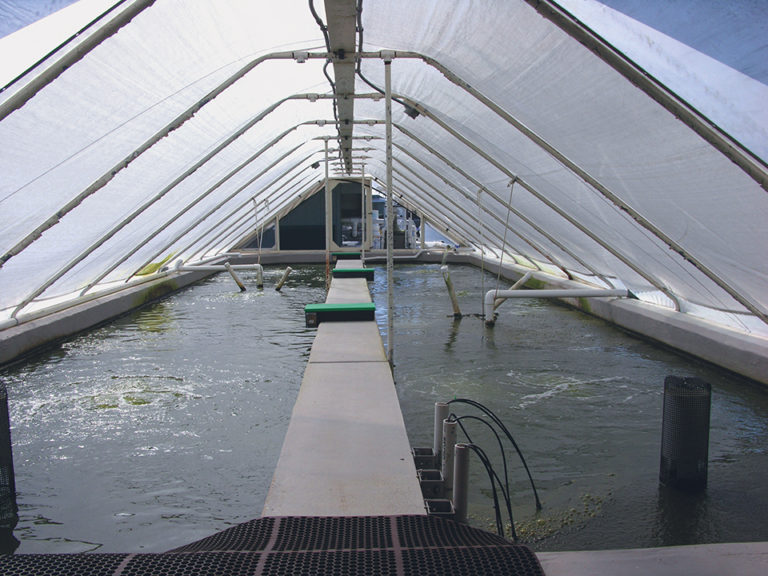 Article image for Super-intensive RAS trial yields encouraging shrimp harvest at Oceanic Institute