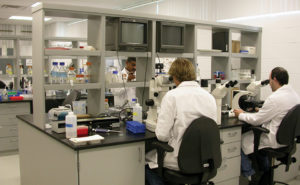 Genetics contribute to profitable shrimp production