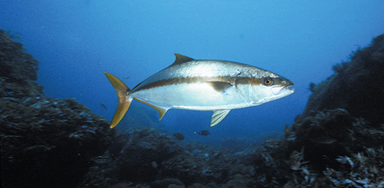 Article image for Research on spawning, larval rearing of yellowtail jack continues at Hubbs-SeaWorld