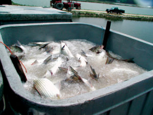Measuring, maintaining freshness in aquaculture products