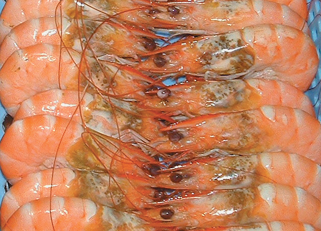 Article image for Proactive measures address hepatopancreas problems in HOSO shrimp