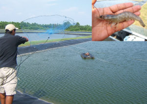 Plant proteins effectively replace fishmeal in shrimp feed trial