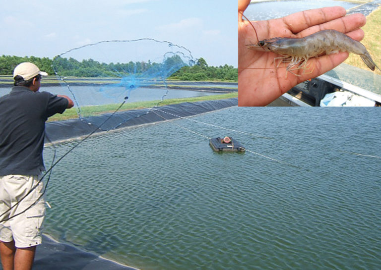 Article image for Plant proteins effectively replace fishmeal in shrimp feed trial