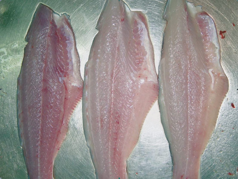 Article image for QIM method scores quality, shelf life of pangasius fillets