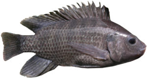 Vitamin E levels in tilapia diets affect fillet quality