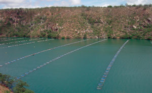 Chitralada tilapia perform well in small cages in Brazil
