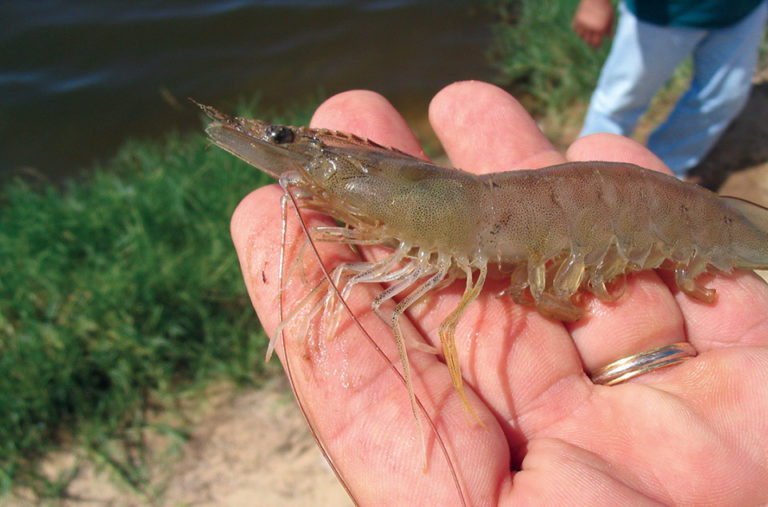 Article image for Why shrimp cannot be vaccinated