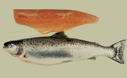 Article image for Seafood helps supply optimal DHA content in human breast milk