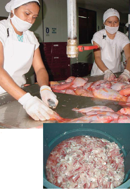 Article image for Fish silage: Bioconverted waste yields useful byproducts